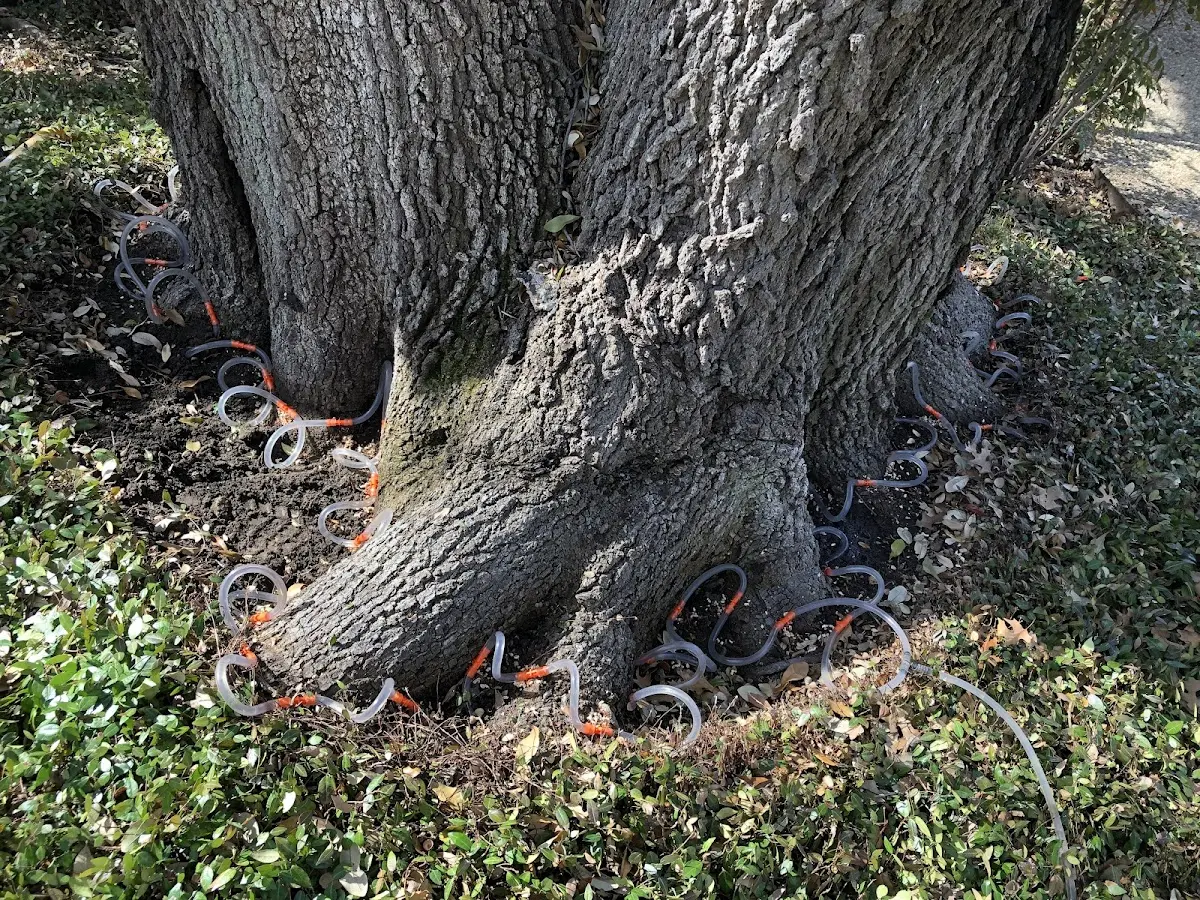Detailed Tree Cabling and Bracing job site in Sherrodsville