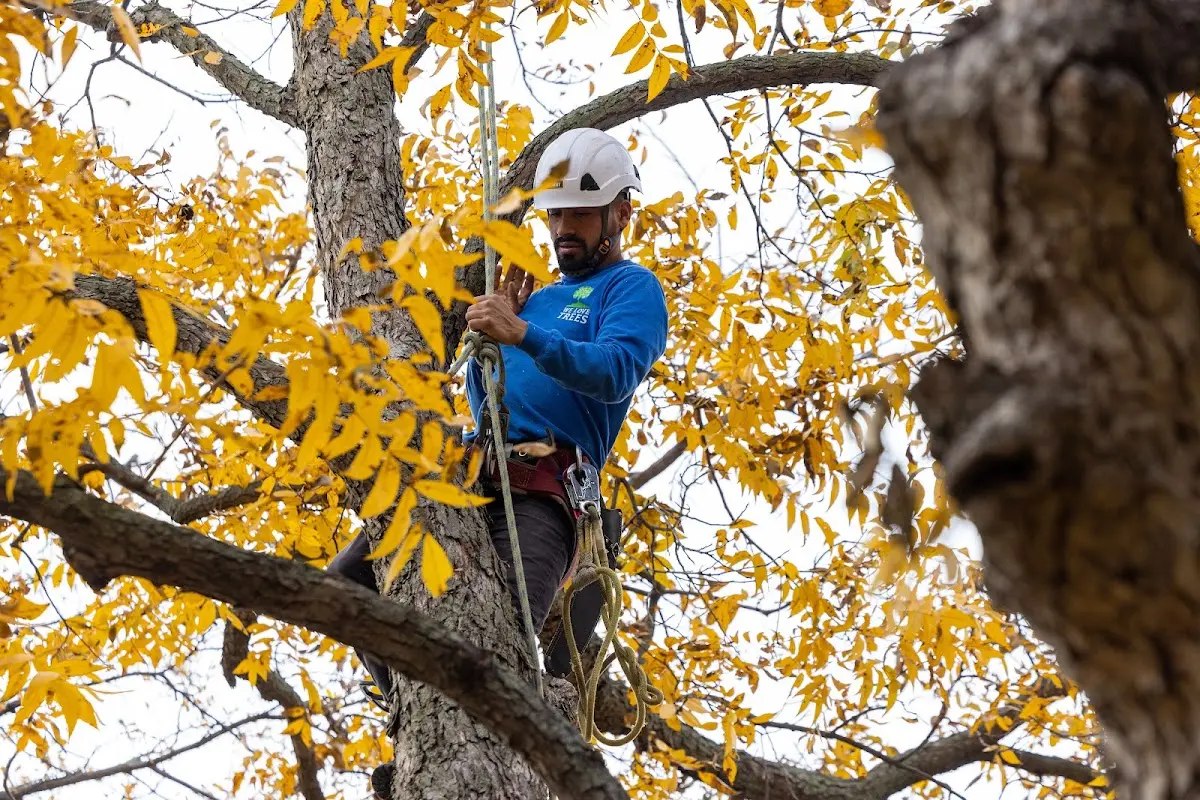 Skilled Tree Planting crew working in Sherrodsville