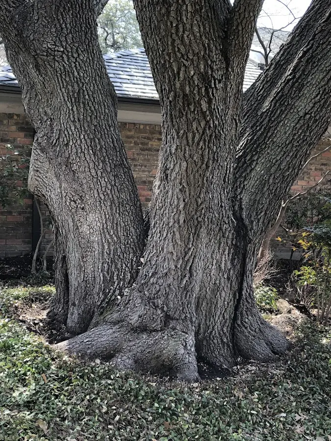 Mature heritage tree close to a Sherrodsville property cared for by certified arborists